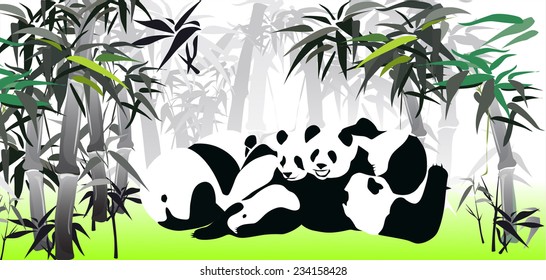 Panda (bamboo bear vector illustration)