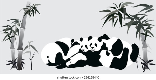 Panda (bamboo bear vector illustration)