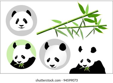 Panda (bamboo bear a vector image)