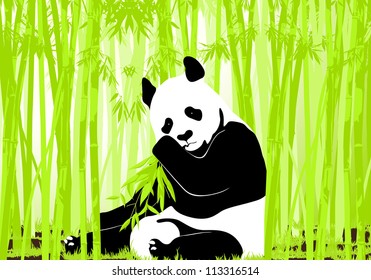 Panda bear