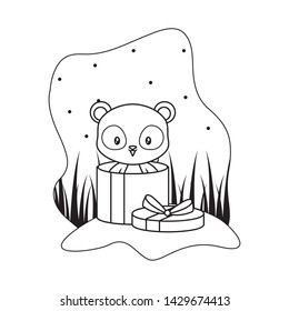 panda bear animal in gift box