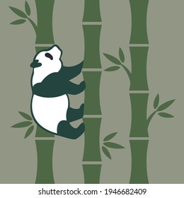 Panda bear climbs a bamboo tree to feed on leaves