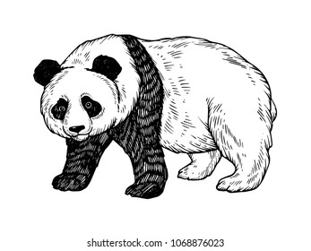 Panda bear engraving vector illustration. Scratch board style imitation. Black and white hand drawn image.