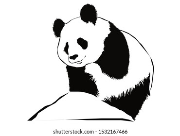 Panda bear isolated on white background, vector