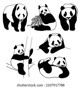 Panda-Bären, eine Reihe von Tieren in verschiedenen Posen einzeln auf weißem Hintergrund.Vektorgrafik, Schwarz-Weiß-Handzeichnung.