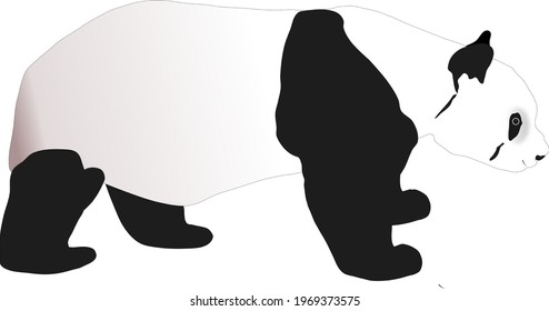 Panda. Big bamboo bear. vector graphics.