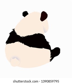 Panda. Cute black white bear is sitting back.