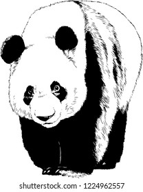 panda drawn with ink from the hands of a predator tattoo logo	
