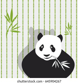 Panda eating bamboo on bamboo tree background vector illustration