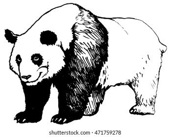 Panda - an endangered species of animals from the Red Book - vector illustration isolated on white