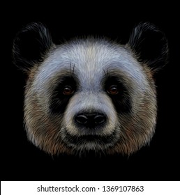 
Panda. Graphic, color, hand-drawn portrait of a panda on a black background.