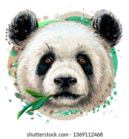Panda. Graphic, color, hand-drawn portrait of a panda on a white background in watercolor style.