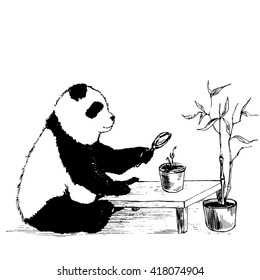 The Panda grows bamboo. Vector illustration.