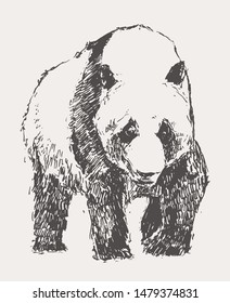 Panda hand drawn vector illustration, sketch