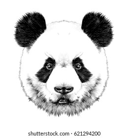Panda head is symmetrical looks right, sketch vector graphics black and white drawing
