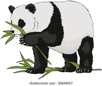 Panda Illustration Vector