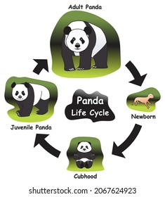 Panda Life Cycle Infographic Diagrama que muestra diferentes fases y etapas de desarrollo incluyendo el recién nacido panda juvenil y adulto para la educación en ciencias de la biología