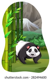 Panda living in the bamboo forest