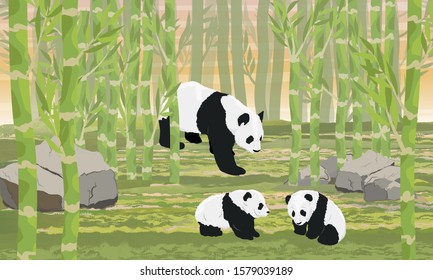 A panda mom and her two cub in a bamboo forest. Asian animals. China Realistic vector landscape