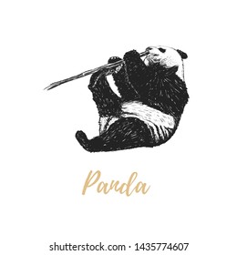 Panda nibbles a branch. Panda sketch hand drawing. Panda vector