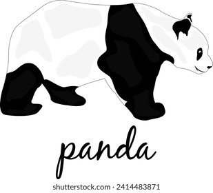 Panda de fondo blanco. Panda gigante en un bosque de bambú. Animales en peligro de extinción. Diseño de tarjetas de felicitación, afiches, parches, huellas en ropa, emblemas. Espacios naturales abiertos.