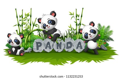 panda are playing together in garden