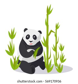 Panda sitting between young bamboo sticks holds green leaves. Vector illustration of isolated oriental white-black animal on white. Asian bear on glade with many greenish high bamboo plants.