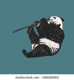 Panda. Panda sketch hand drawing.  