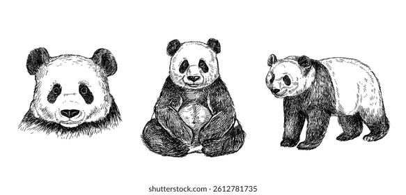 Panda sketch vector illustration. Ink engraving style design.