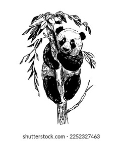 Panda sketch. Vector illustration on transparent background 