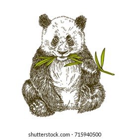 Panda with stalk bamboo. Vector illustration.