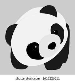 The Panda tilted his neck and looked isolated on white background.