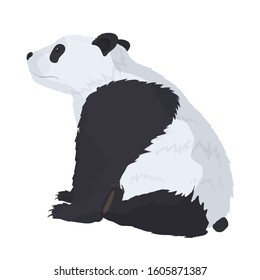 Panda vector on a white background. Good for design postcards, t-shirts and banners.