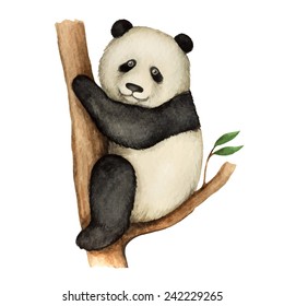 Panda, watercolor vector illustration isolated on white background.