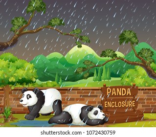 Panda in Zoo in Raining Night illustration