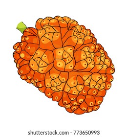 pandan is  exotic fruit of Thailand  vector illustration