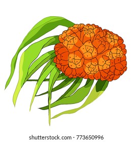 pandan is an exotic fruit of Thailand  vector illustration