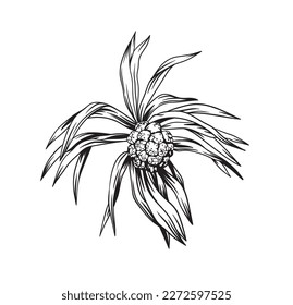 Pandan fruit. Hand drawn black and white tropical plant. Vector illustration. Foliage design. Botanical element isolated on a white background.