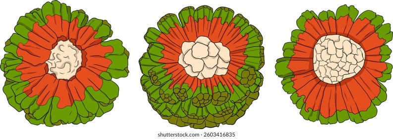 Pandan fruit, Sargassum. Hand drawn colored tropical plant. Pandanus tectorius vector	

