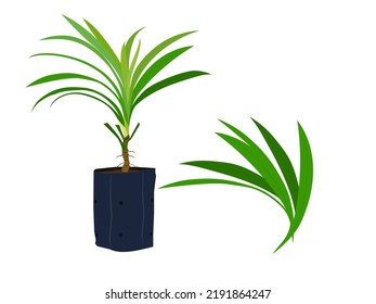 pandan leaves on a white background.