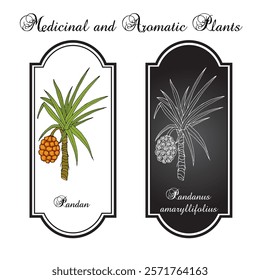 Pandan (Pandanus amaryllifolius), edible and medicinal plant. Hand drawn botanical vector illustration