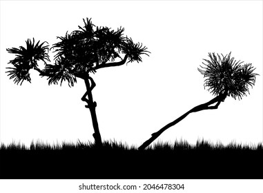 Pandanus trees black and white