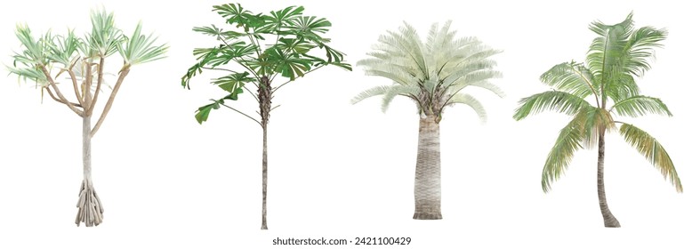 Pandanus utilis,Jubaea chilensis,Cocos nucifera,Licuala ramsayi Trees isolated on white background, tropical trees isolated used for architecture 