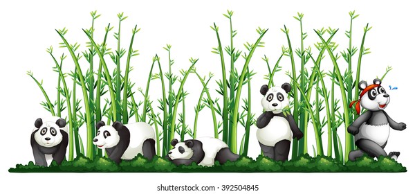 Pandas in the bamboo forest illustration