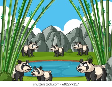 Pandas in nature with bamboo