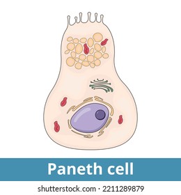 Paneth Cell. Cells In The Small Intestine Epithelium Secrete Compounds Into The Lumen Of The Intestinal Gland Contributing To Maintenance Of The Gastrointestinal Barrier.