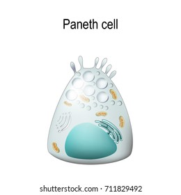 Paneth cell it is the epithelium cells of the small intestine. their granules consist of anti-microbial compounds for important in immunity. Structure of the Paneth cell.
