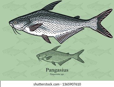 Pangasius, Pangas fish. Vector illustration with refined details and optimized stroke that allows the image to be used in small sizes (in packaging design, decoration, educational graphics, etc.)