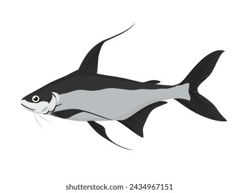 Pangasius Sanitwongsei auf weißem Hintergrund.