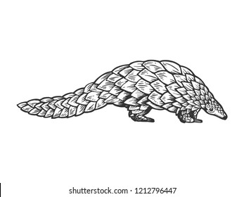 Pangolin animal engraving vector illustration. Scratch board style imitation. Black and white hand drawn image.